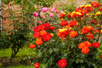 Beautiful roses in a garden