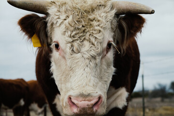 Curly hair on head of Hereford bull with horns close up.