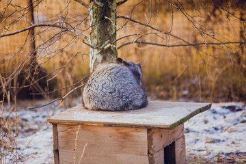 Fox in the woods resting in December
