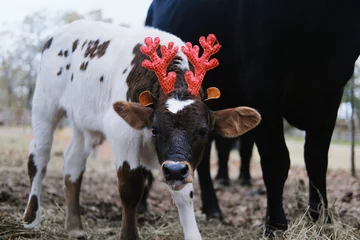 Fototapeten Kuh Reindeer antler Christmas costume on spotted calf at farm.  © ccestep8