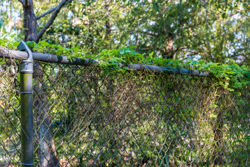 Chain link fence covered in vines, plant growth - Davie, Florida, USA
