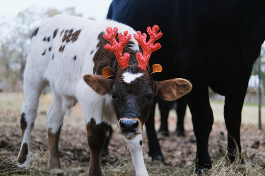 Reindeer antler Christmas costume on spotted calf at farm.