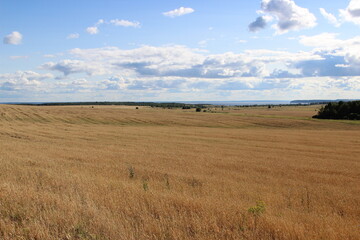 field of wheat and sky