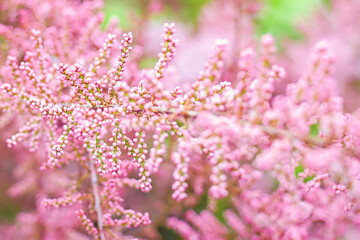 Tamarix, French tamarisk twiggy shrub covered with pink flowers