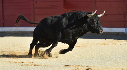 fighting bull with big horns on spain