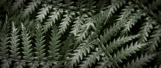 beautyful ferns leaves green foliage natural floral fern background	