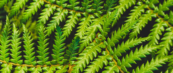 beautyful ferns leaves green foliage natural floral fern background	