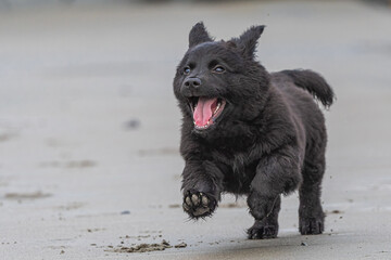 Running Puppy on a Beach