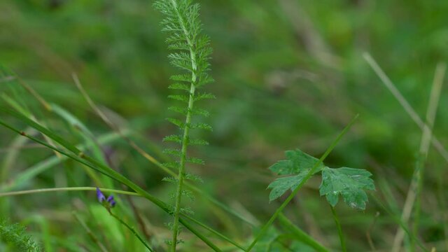 Yarrow plant on slight breeze in natural grass environment (Achillea millefolium) - (4K)