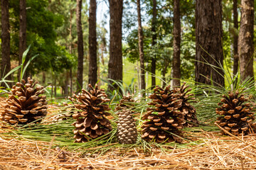 christmas pine natural ornament