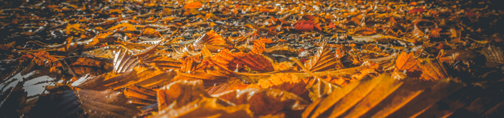 water drops on the water