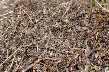 Anthill with sticks and leaves, with ants, large shot