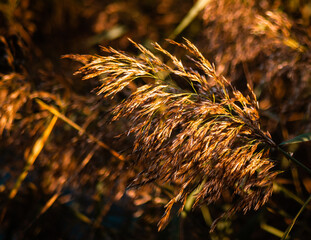 Reeds © Kamil