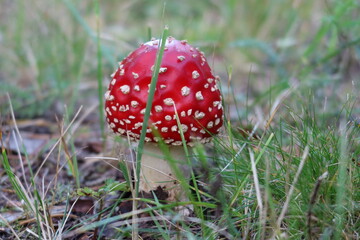 fly agaric mushroom