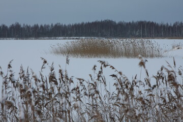 reeds in the lake