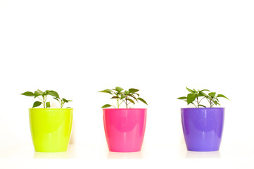 Paprika seedling sprout in a purple, rose and yellow-green plastic pot on white background