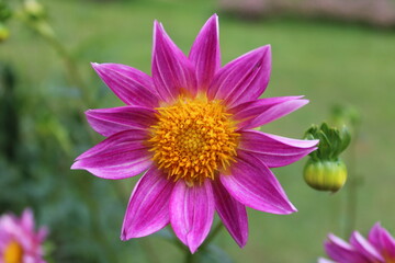 close up of purple flower