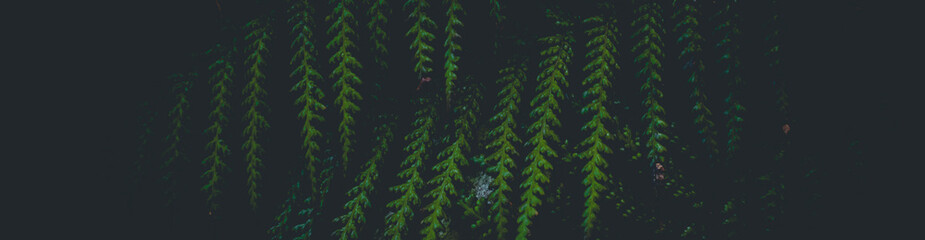Fototapeta na wymiar beautyful ferns leaves green foliage natural floral fern background 