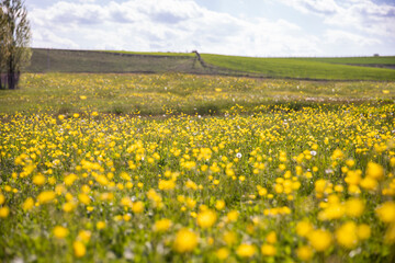 Yellow wild flowers blooming with the new spring and nature scenery