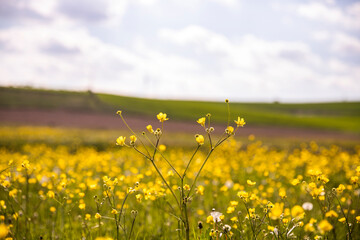 Yellow wild flowers blooming with the new spring and nature scenery
