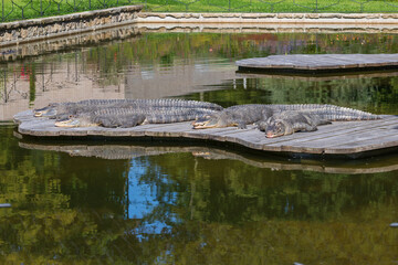 The American alligator - Alligator mississippiensis - lies on a wooden floor and basks in the sun.