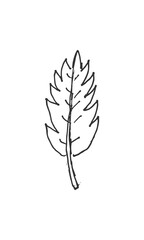 Hand-drawn isolated leaf