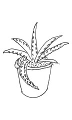 Hand-drawn isolated potted house plant succulent