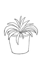 Hand-drawn isolated potted house plant