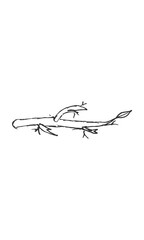 Hand-drawn isolated branch