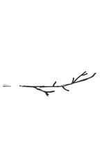 Hand-drawn isolated twig