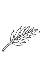 Hand-drawn isolated palm leaf branch