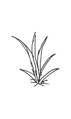 Hand-drawn isolated leafy plant