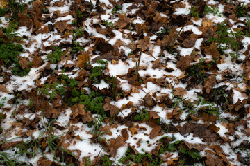 First snow of the winter partially covering autumn leaves on the ground