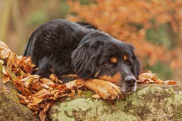 male black and gold Hovie tired resting on a rock among the fallen leaves