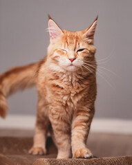 Beautiful red solid maine coon serious kitten walking and  winking one eye. Closeup