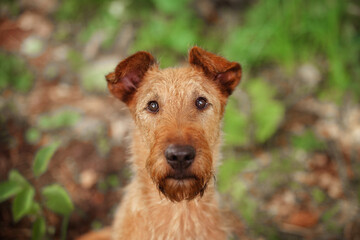 Close-up portrait of an Irish Terrier. Looking at the camera. - 396886178