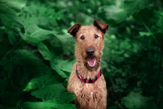 Irish Terrier close-up on a green background.