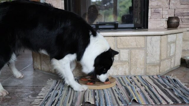 Black and White Border Collie Dog Plays Nose Work Game Indoors. Adorable Animal Trains its Intelligence.