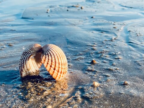 cockle shell open on beach with wet sand background with copy space