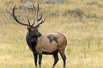 Bull Elk - A close-up side view of a strong mature bull elk standing and grazing in a mountain meadow on a late Summer evening. Rocky Mountain National Park, Estes Park, Colorado, USA.