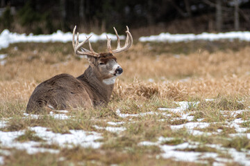 Giant deer resting in the field