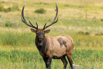 Bull Elk - A close-up front view of a strong mature bull elk standing and grazing in a mountain meadow on a late Summer evening. Rocky Mountain National Park, Estes Park, Colorado, USA.
