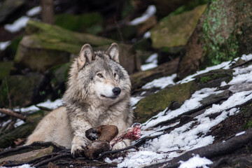 Grey wolf eating a deer leg 1