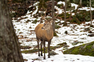 Deer standing alone in the woods 1