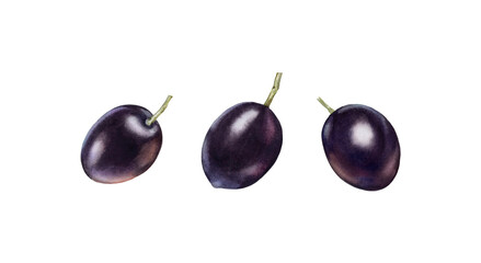 Watercolor black olives. Set of three ripe shiny fruits. Realistic botanical painting with fresh olives. Hand drawn food design element. High quality image