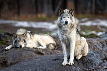 Fototapeta premium 2 wolves on a rock