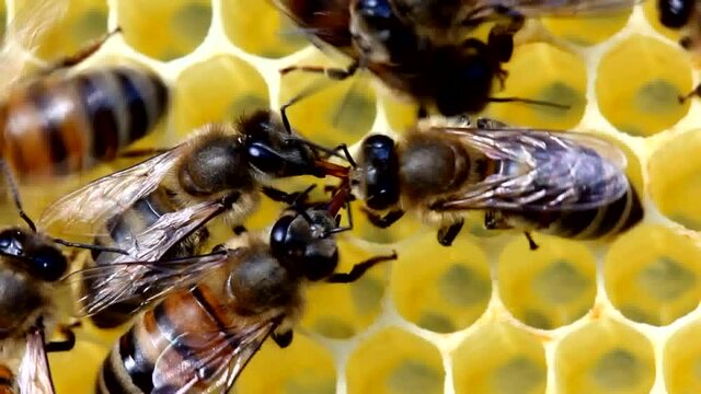 Active movement and communication of bees
Bees share information, pass each other nectar. A good and original story.
