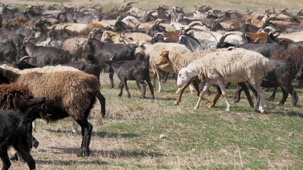 A herd of goats and sheep are running across the field, raising dust. Wool and down of pets. Cattle breeding