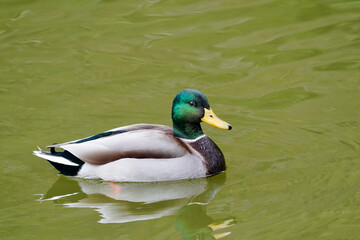 mallard in the pond