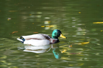 mallard in the pond